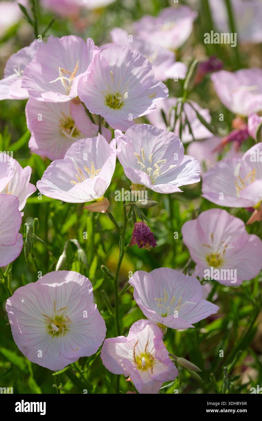 Oenothera speciosa Siskiyou, weiße Nachtkerze Siskiyou, geäderte, blassrosa Blüten, die in der Mitte zu weiß schattiert sind Stockfoto