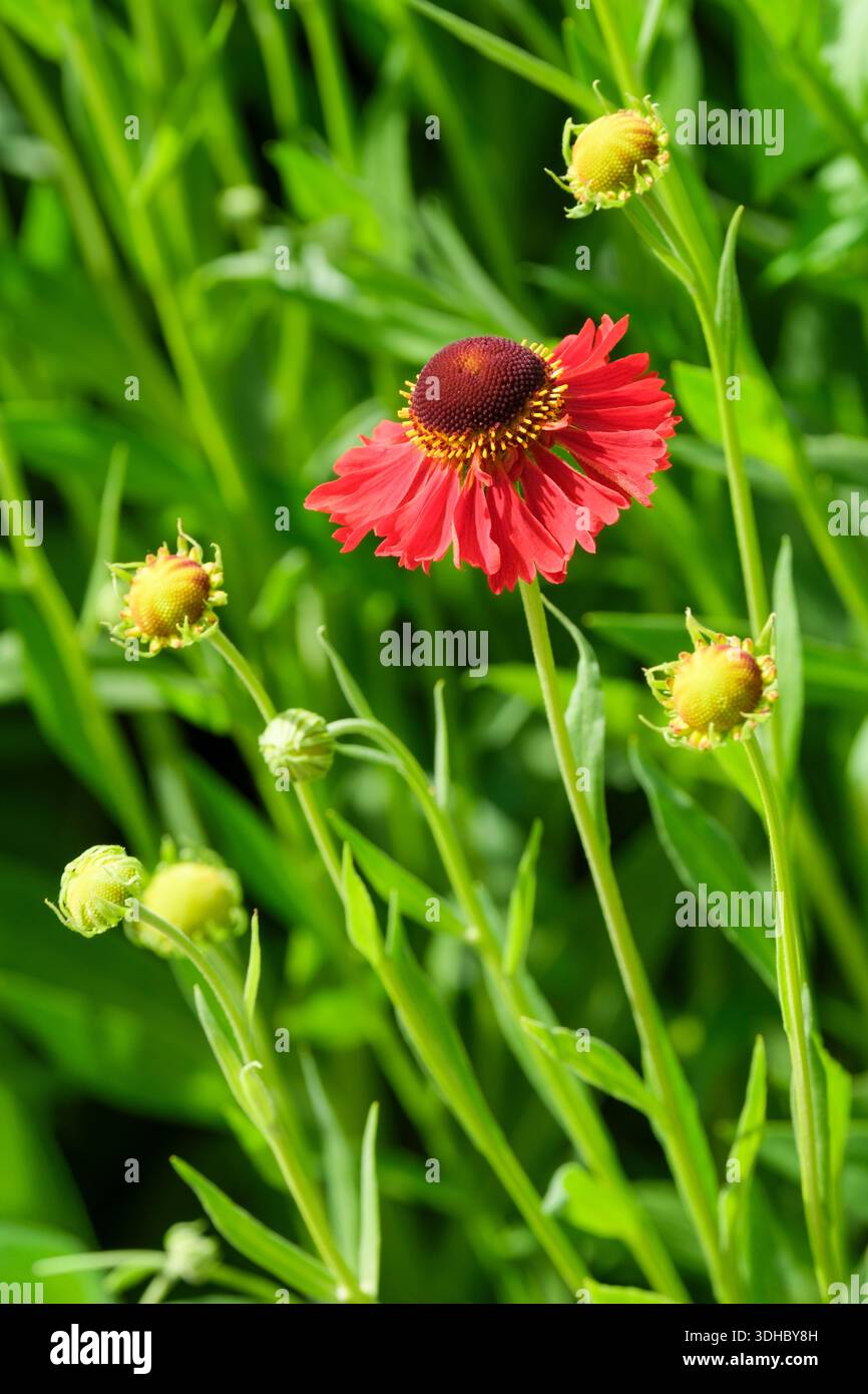 Helenium Moerheim Beauty, Niesweed Moerheim Beauty, rötlich-braune Blüten Stockfoto