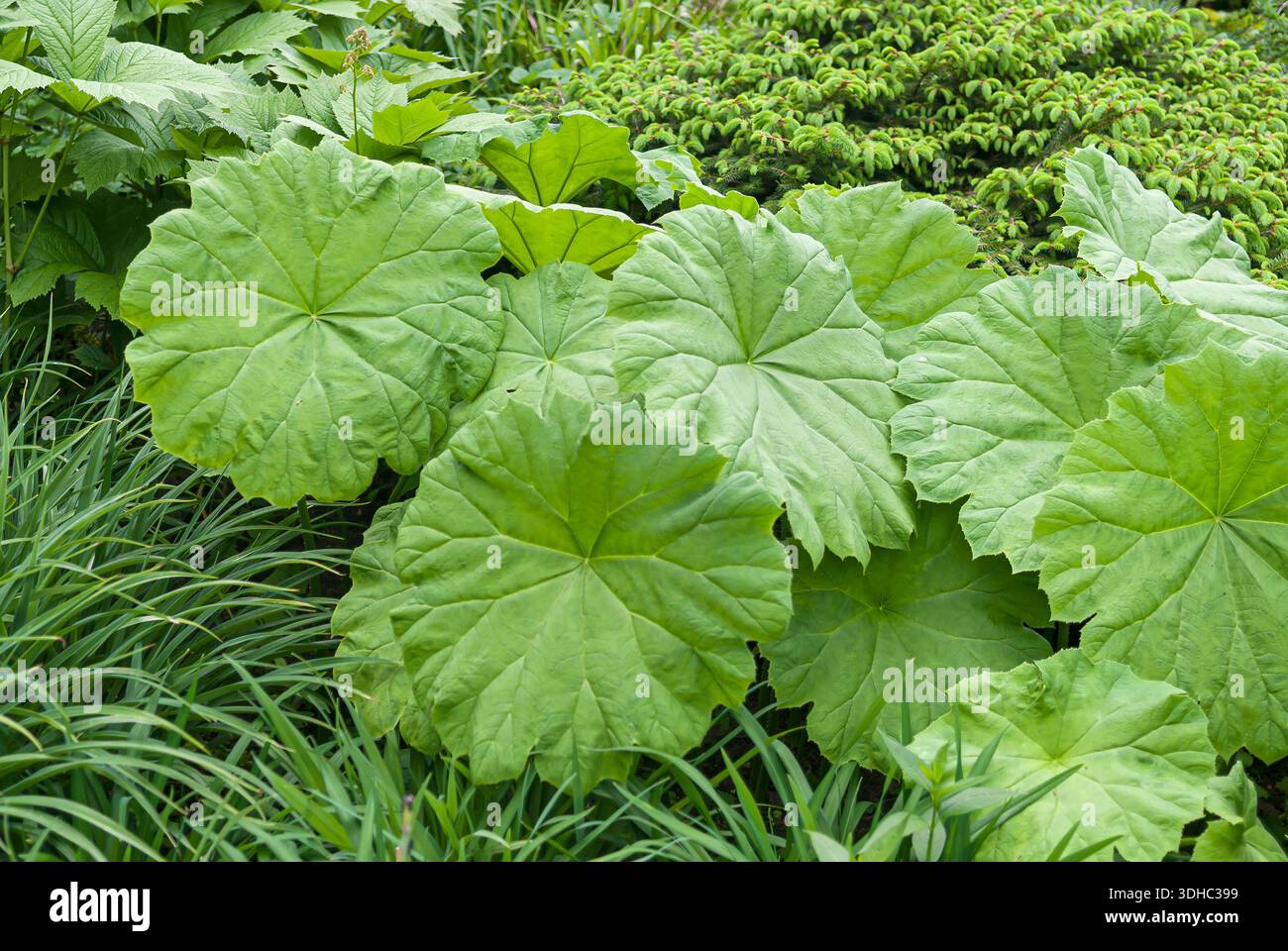 (Tafelblatt Astilboides Tabularis) Stockfoto