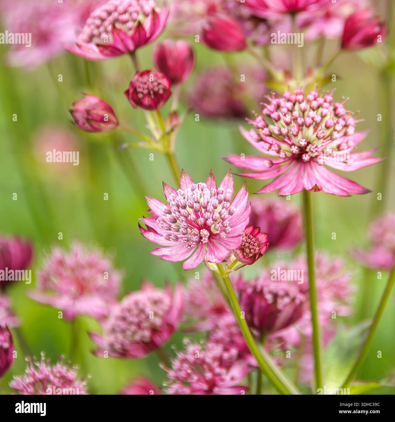 Große Sterndolde (Astrantia Major „Rubra“) Stockfoto