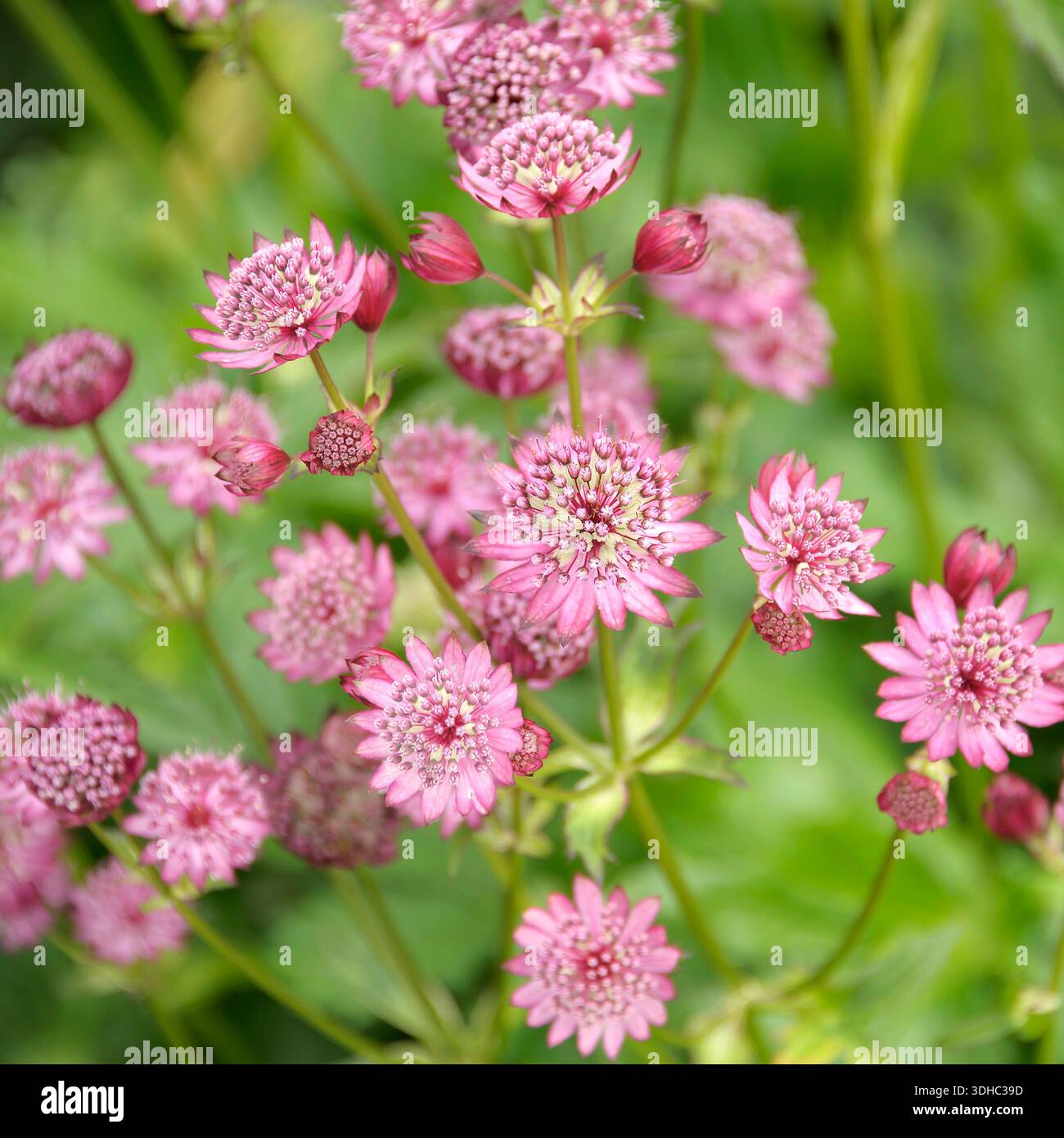 Große Sterndolde (Astrantia Major „Rubra“) Stockfoto