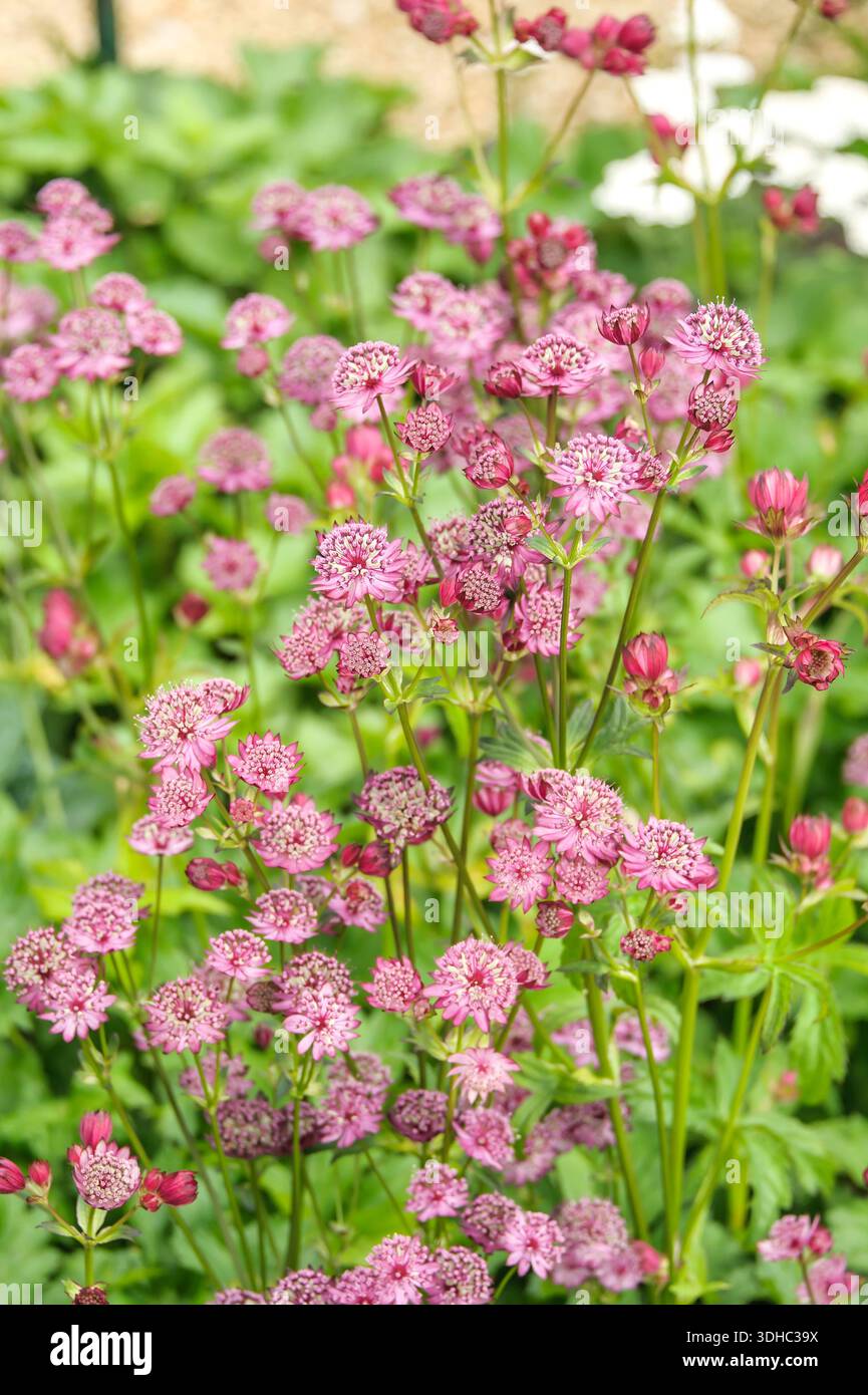 Große Sterndolde (Astrantia Major „Rubra“) Stockfoto