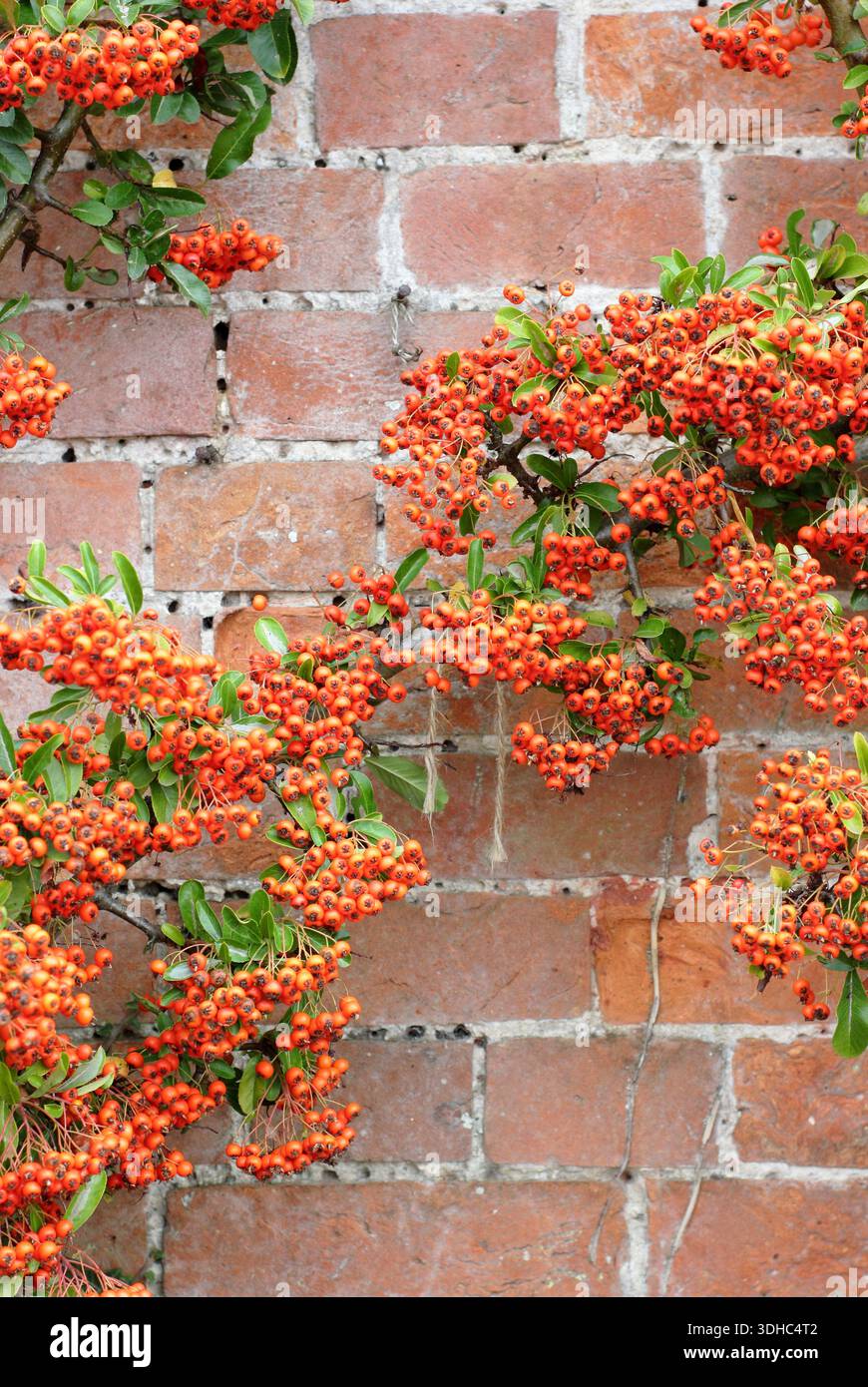 Pyracantha „Orange Glow“ feuerdornbeeren im Frühherbst. Pyracantha, die eine Ziegelwand abschirmt. Auch firethorn „Orange Glow“ genannt Stockfoto