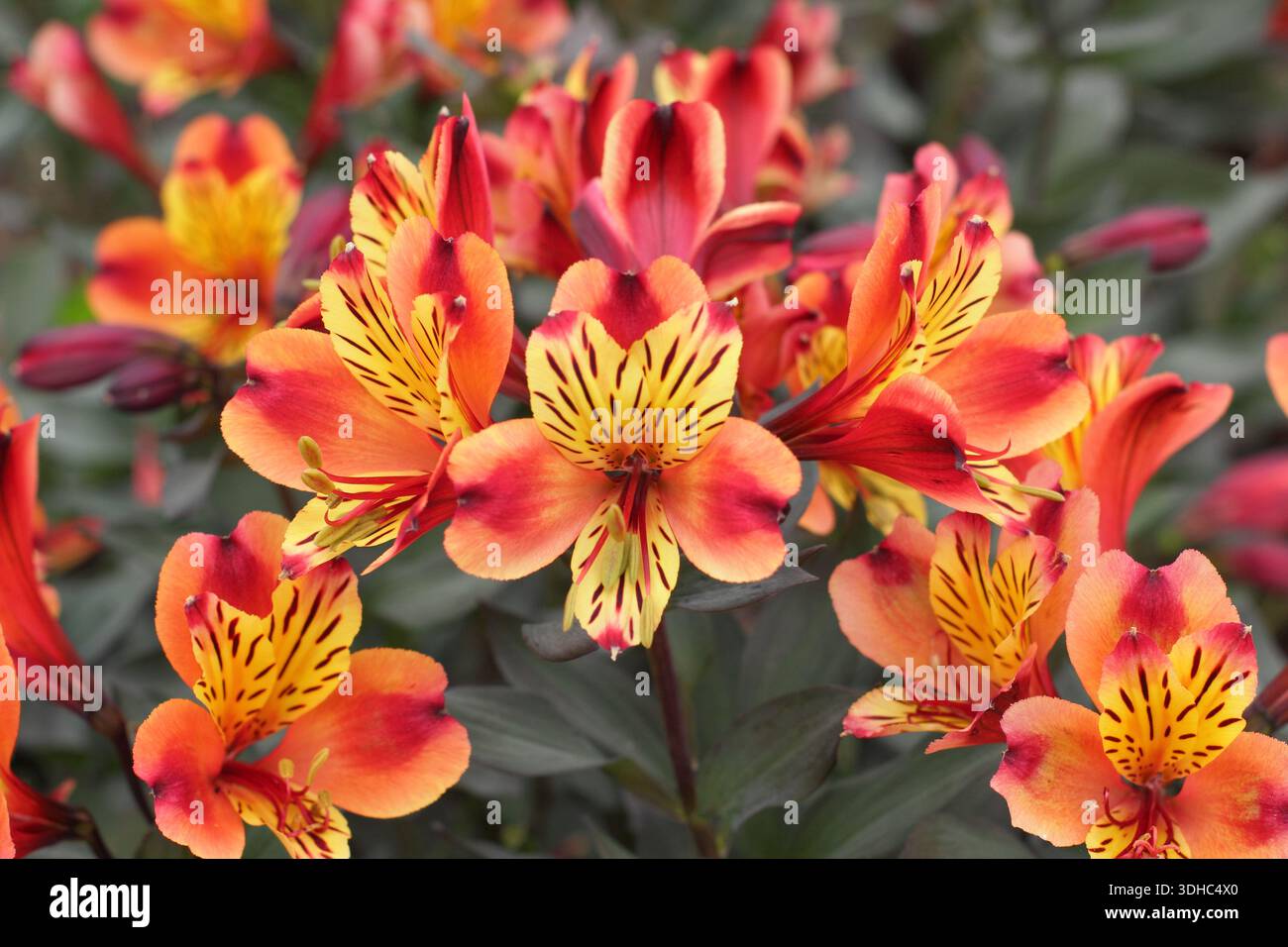 Alstroemeria Indian Summer., kräftige, mehrjährige Pflanze mit kupferfarbenen Orangengoldblüten. Auch Tesronto genannt Stockfoto