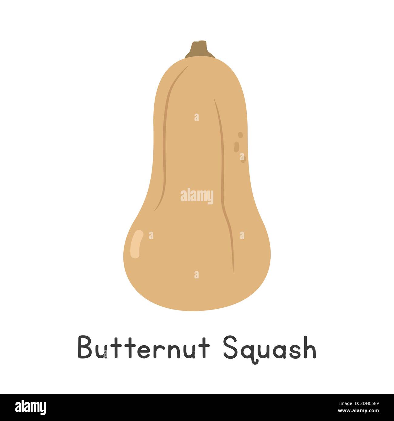 Butternut Squash flache Cartoon Vektor-Illustration isoliert auf weißem Hintergrund. Butternut Squash Clipart Stock Vektor