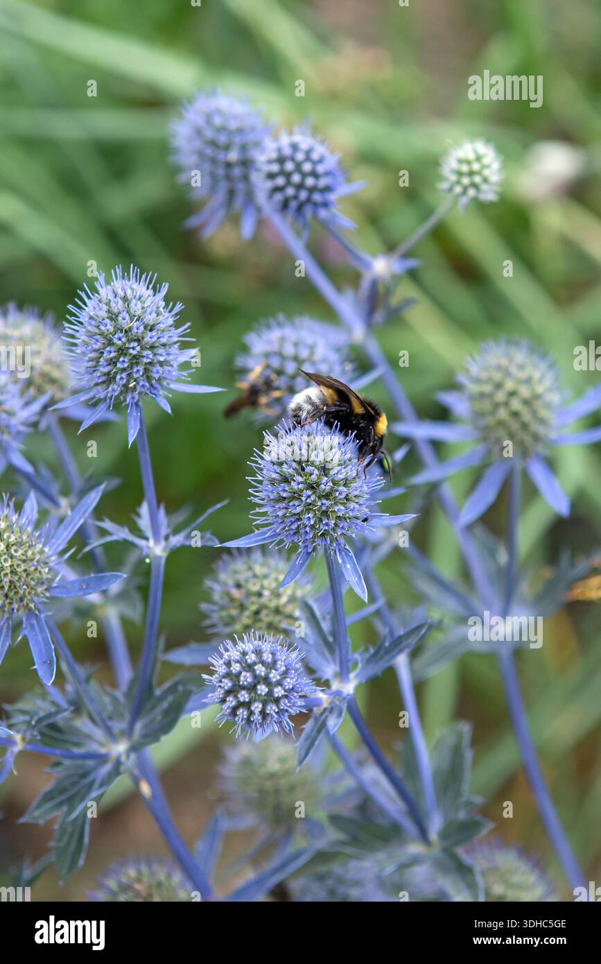 Mannstreu (Eryngium planum) Stockfoto