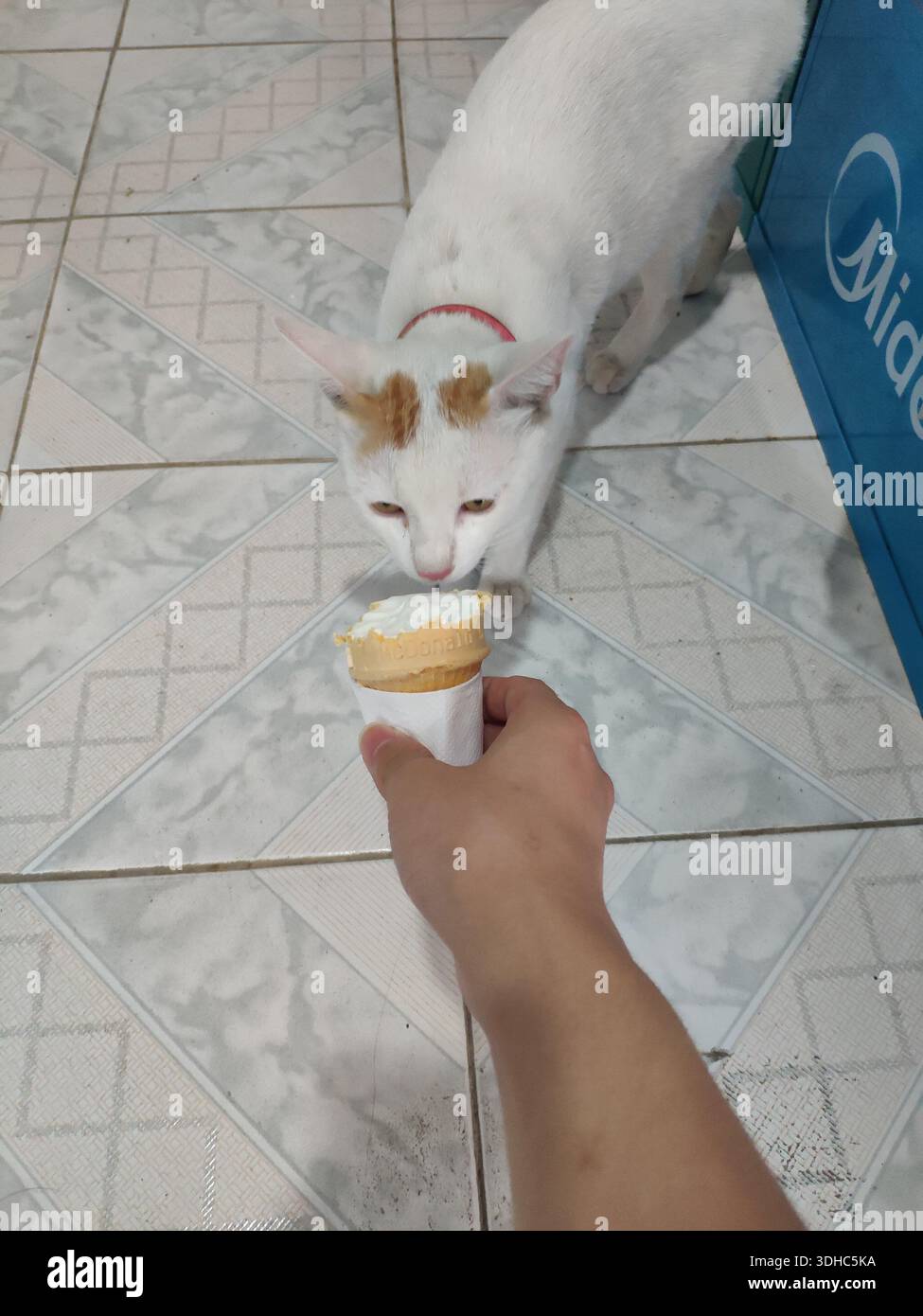 Eine weiße Katze mit orangefarbenen Flecken schnüffelt neugierig an einer Eiskugel, die von einer menschlichen Hand gehalten wird Stockfoto