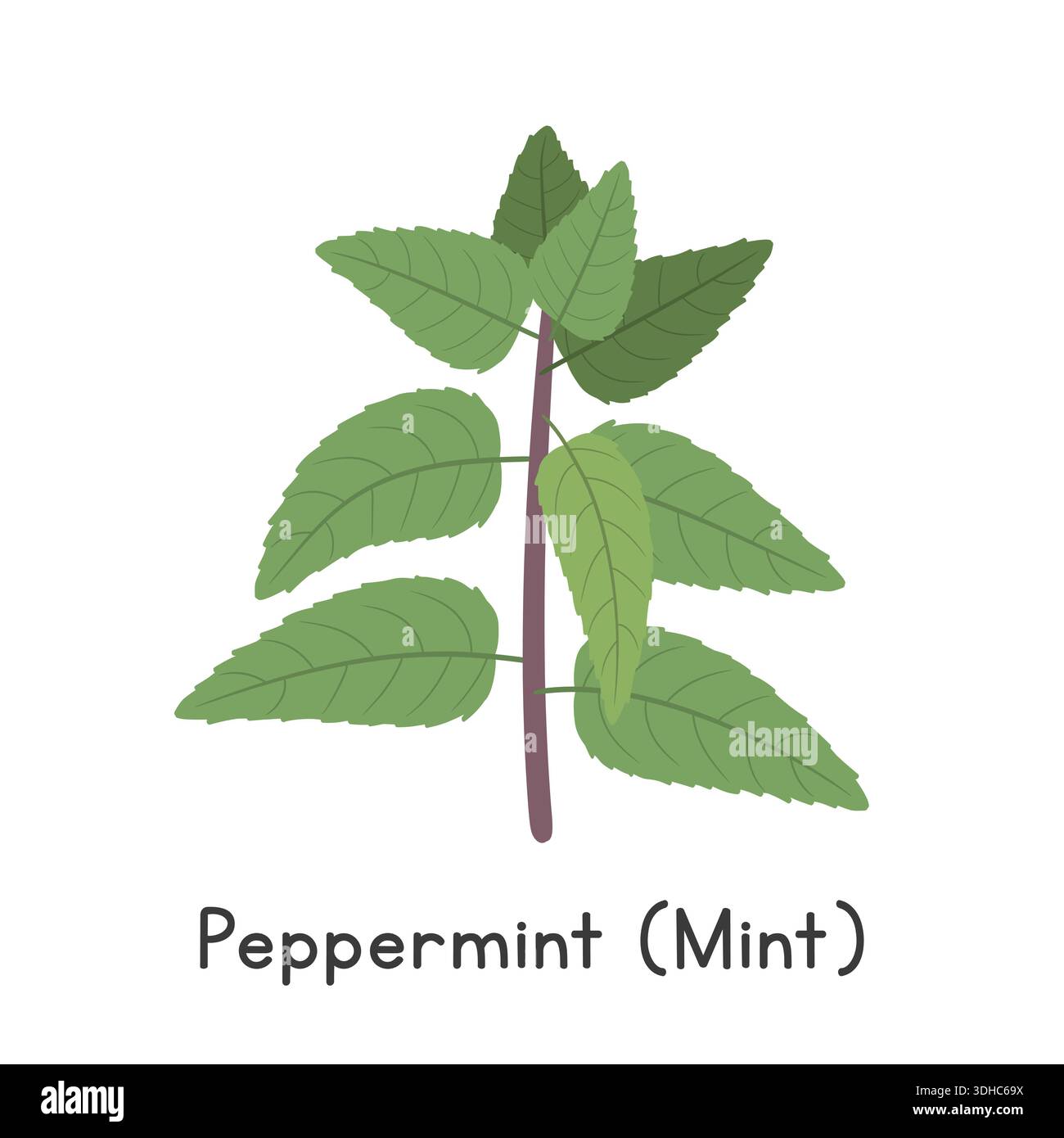 Pfefferminze (Mint) flache Zeichentrickvektor-Illustration isoliert auf weißem Hintergrund. Pfefferminz Clipart Stock Vektor