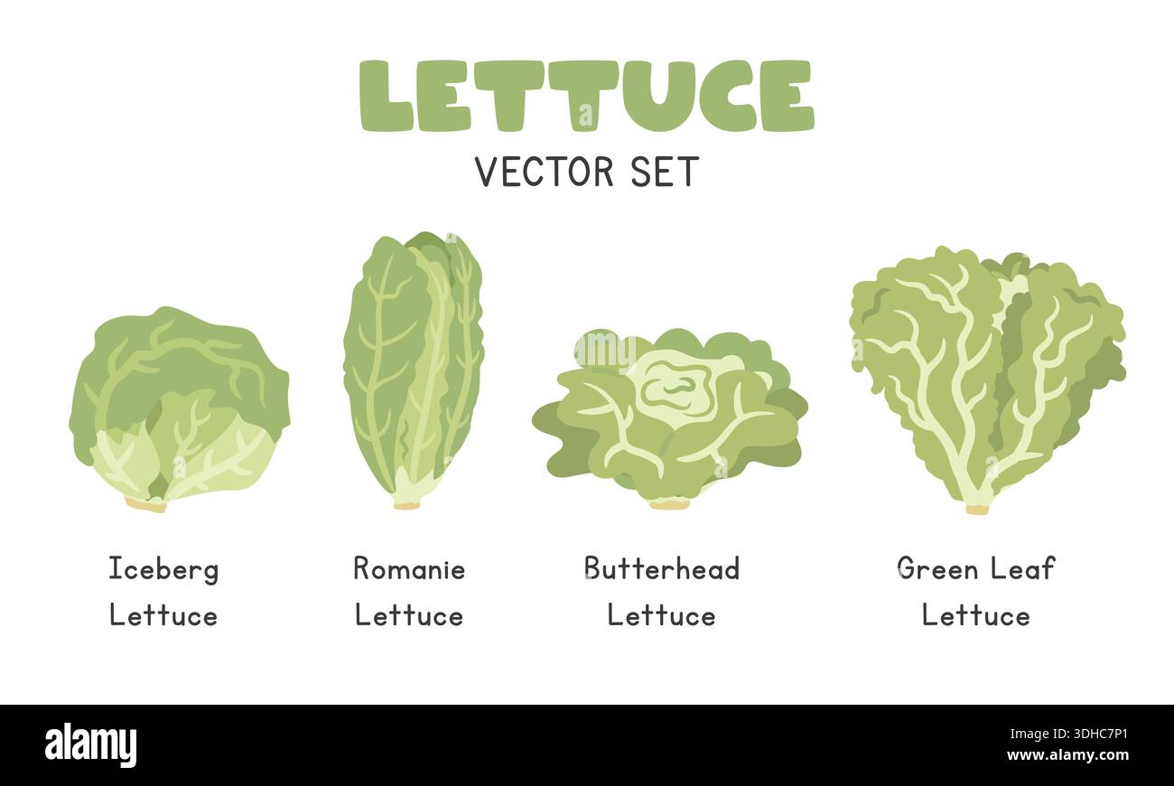 Salat Vektor Illustrationsset, Cartoon Clipart Set in Flat Style. Eisbergsalat, Romaine, Butterhead-Salat, Grüner Blattsalat, Flat Vector Desi Stock Vektor