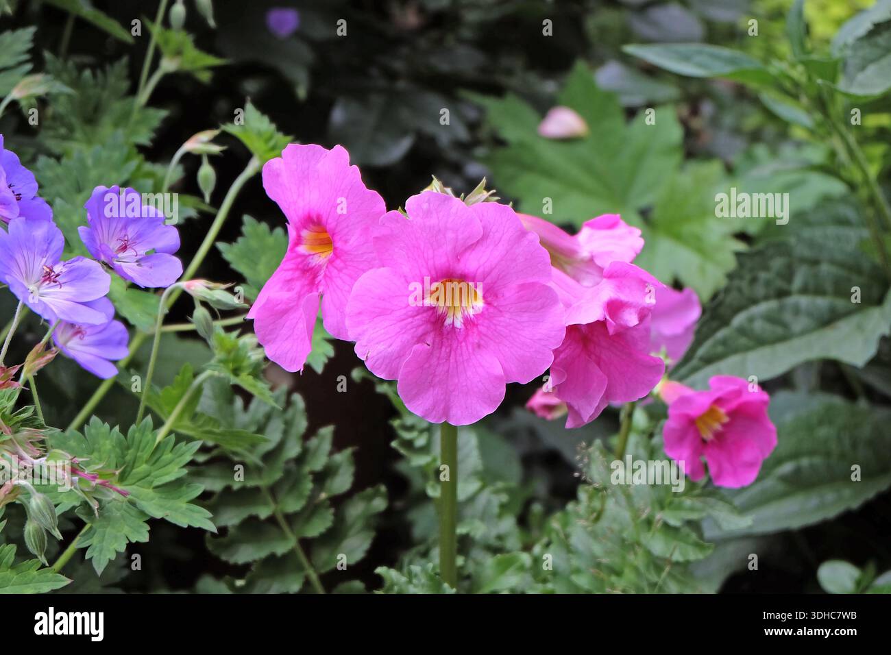 Incarvillea delavayi -Fotos und -Bildmaterial in hoher Auflsung  Alamy