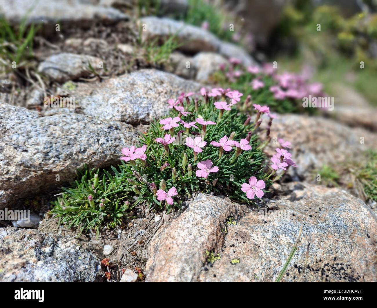 Rosa Wildblumen wachsen zwischen Felsen in einer natürlichen Landschaft Stockfoto