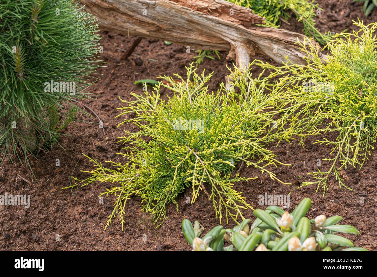 Pfitzer-Wacholder (Juniperus x pfitzeriana „altes Gold“) Stockfoto