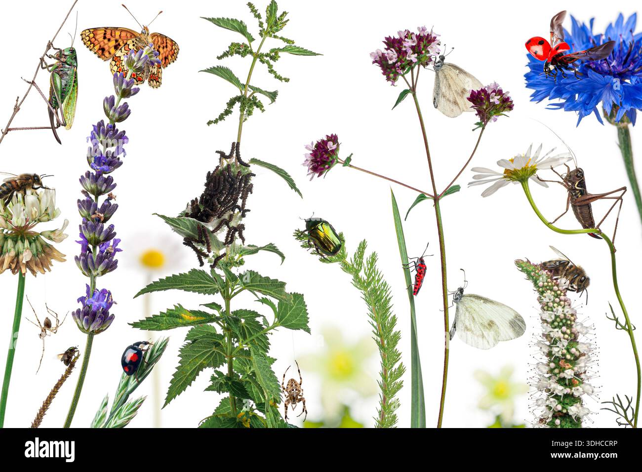 Pastorale Zusammensetzung vieler verschiedener Insekten: Grasshopper, Schmetterling, Biene, Marienkäfer, Spinnen und andere Insekten krabbeln und fliegen um Wildblumen herum Stockfoto