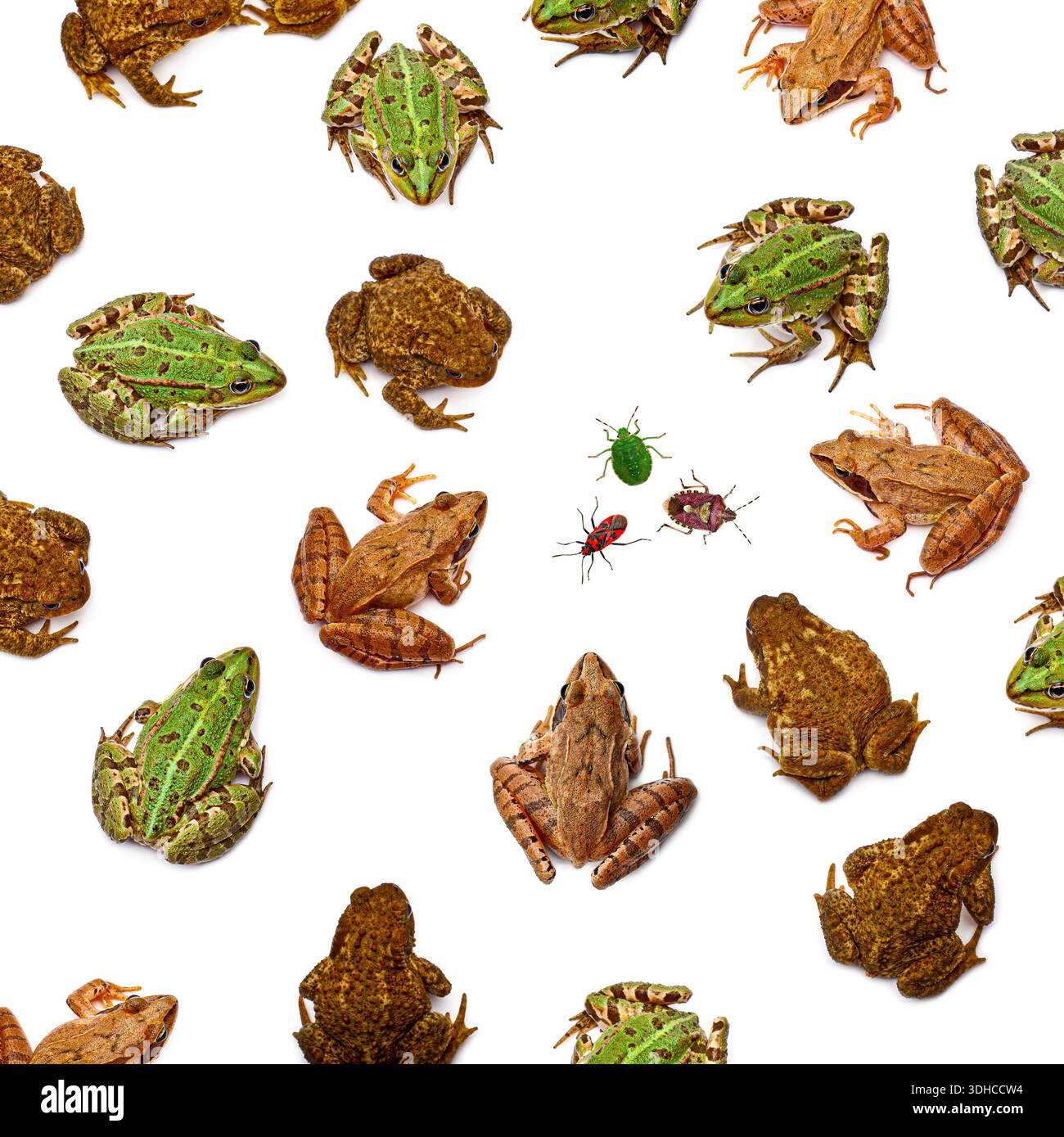 Verschiedene Amphibien und Wanzen bilden eine sich wiederholende Tierstruktur auf weißem Hintergrund Stockfoto