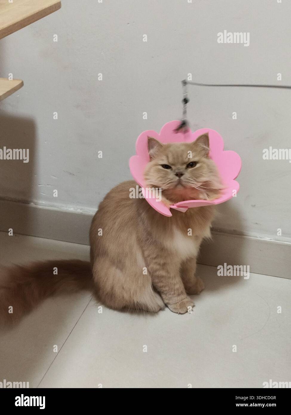 Flauschige Katze mit rosafarbenem konischem Kragen, drinnen sitzend Stockfoto