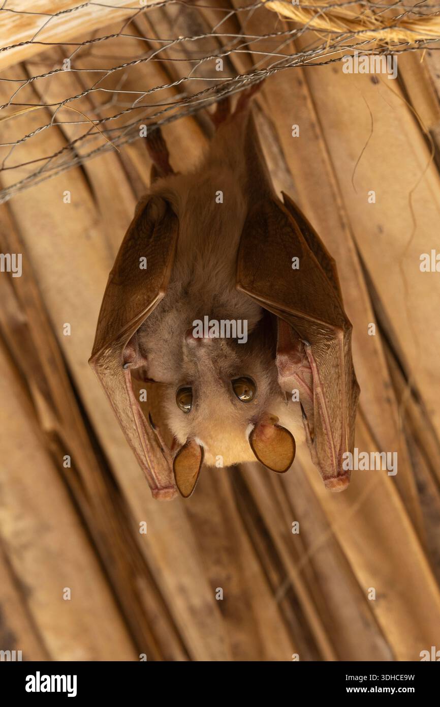 Wahlbergs epaulettierte Obstfledermaus (Epomophorus wahlbergi), Lentorre Lodge, Kirimatian, Great Rift Valley, Kenia Stockfoto