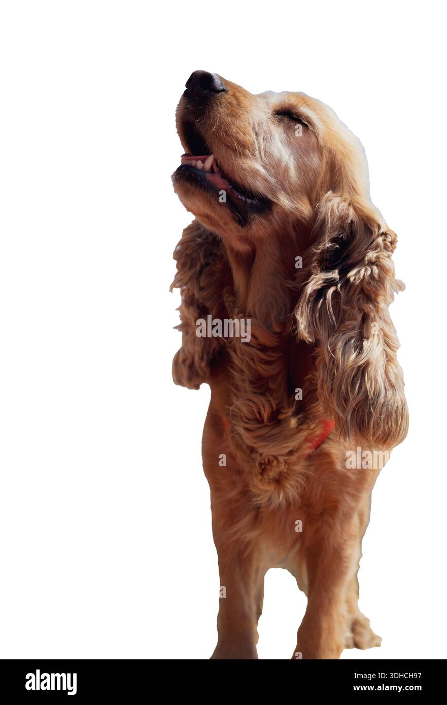 Goldener englischer Cocker Spaniel, wachsam mit Zunge aus, weißer Hintergrund. Stockfoto
