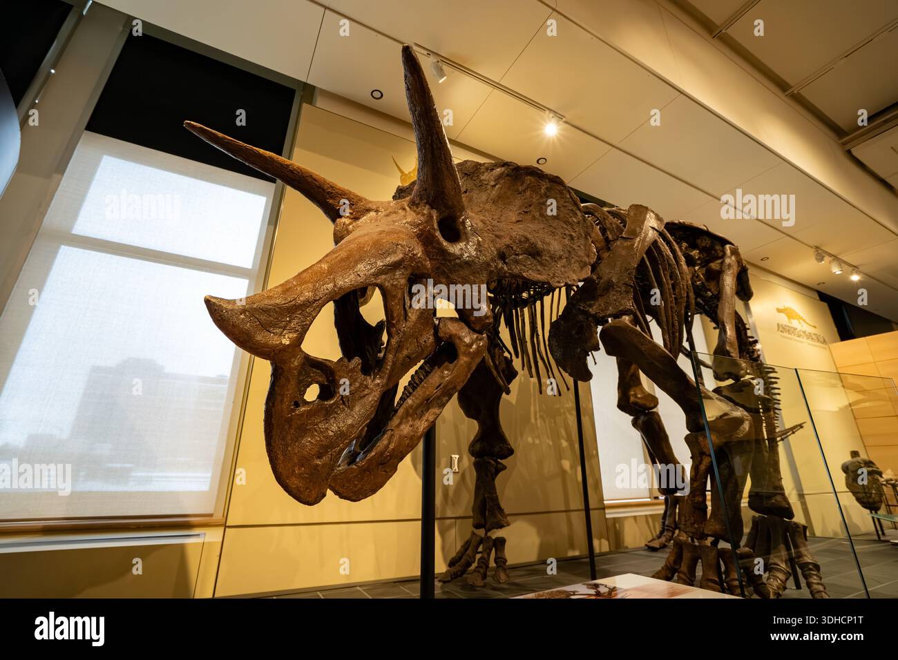 Skelett des Triceratops horridus im Canadian Museum of Nature. Ottawa, Kanada - 15. Dezember 2025. Stockfoto