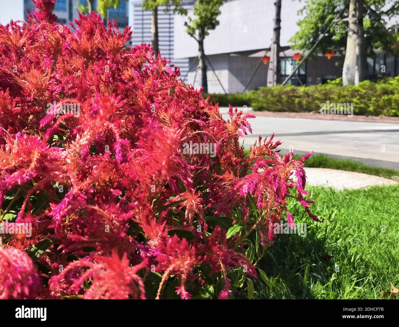 Leuchtende rote Celosia-Blumen im urbanen Garten Stockfoto