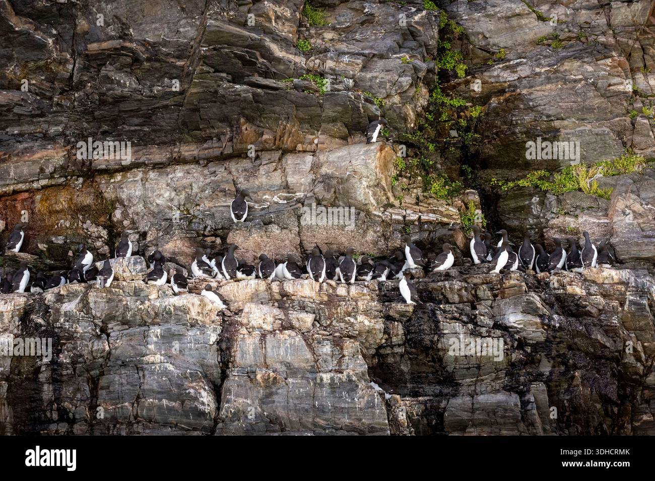 Norwegen, Svalbard-Archipel, Spitzbergen, Grönland, Krossfjord, Cross Bay, 14. Juli Glacier (Fjortende Julibreen), Kolonie von Common murres (Uria aalge) Stockfoto
