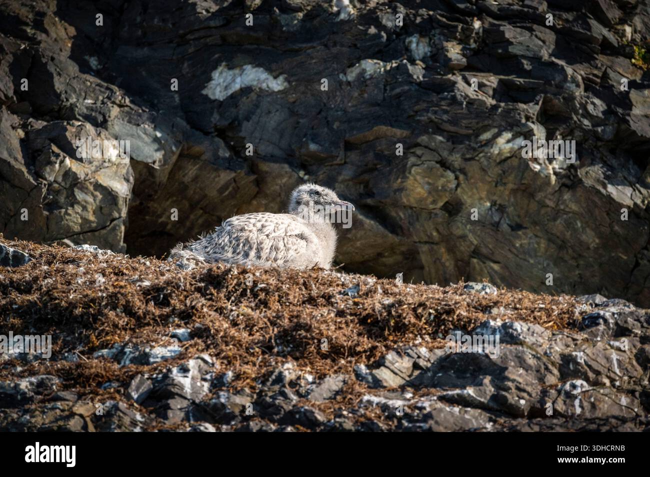 Norwegen, Svalbard-Archipel, Spitzbergen, Grönland, Krossfjord, Cross Bay, 14. Juli Glacier (Fjortende Julibreen), juvenile arktische Seeschwalbe (Larus hyperboreus) Stockfoto