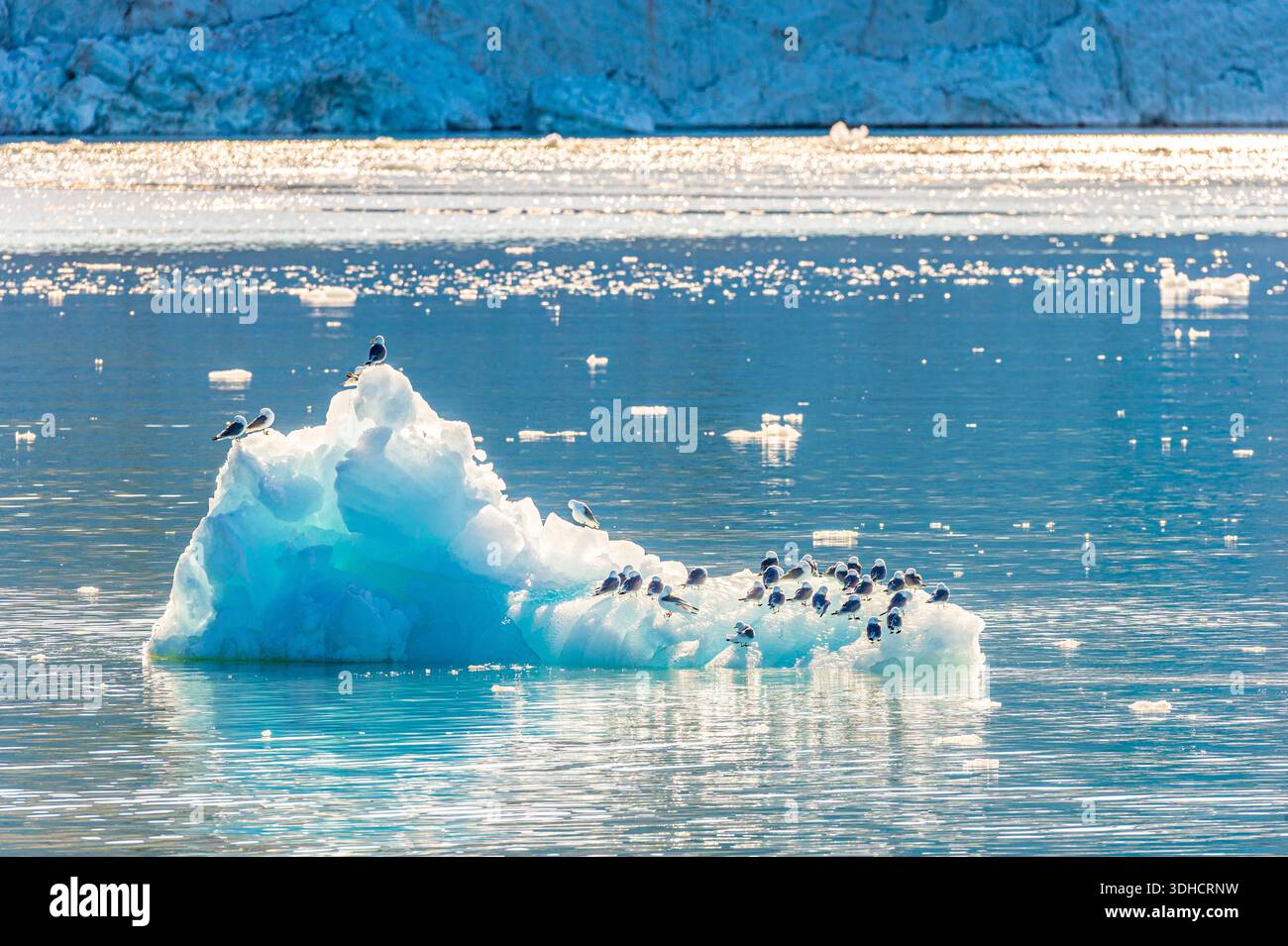 Norwegen, Svalbard-Archipel, Spitzbergen, Grönland, Krossfjord, Cross Bay, 14. Juli Glacier (Fjortende Julibreen), Schwarzbeinige Kittenwakes (Rissa tridactyla) auf einem treibenden Eisberg Stockfoto