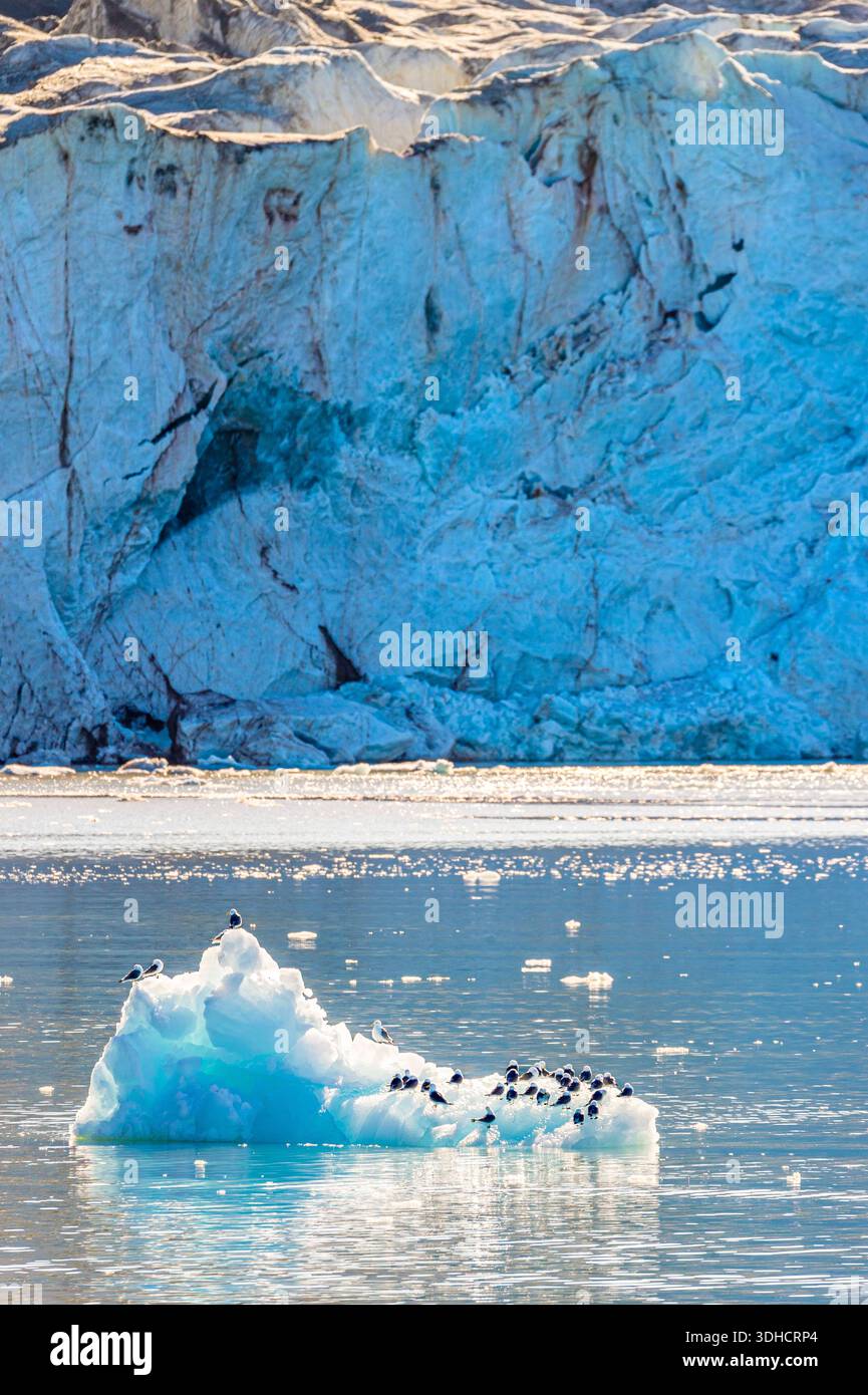 Norwegen, Svalbard-Archipel, Spitzbergen, Grönland, Krossfjord, Cross Bay, 14. Juli Glacier (Fjortende Julibreen), Schwarzbeinige Kittenwakes (Rissa tridactyla) auf einem treibenden Eisberg Stockfoto