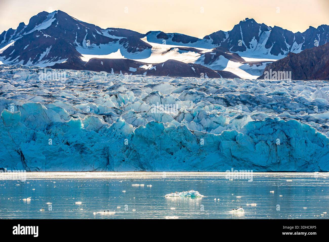 Norwegen, Svalbard-Archipel, Spitzbergen, Grönland, Krossfjord, Cross Bay, 14. Juli Glacier (Fjortende Julibreen), Schwarzbeinige Kittenwakes (Rissa tridactyla) auf einem treibenden Eisberg Stockfoto