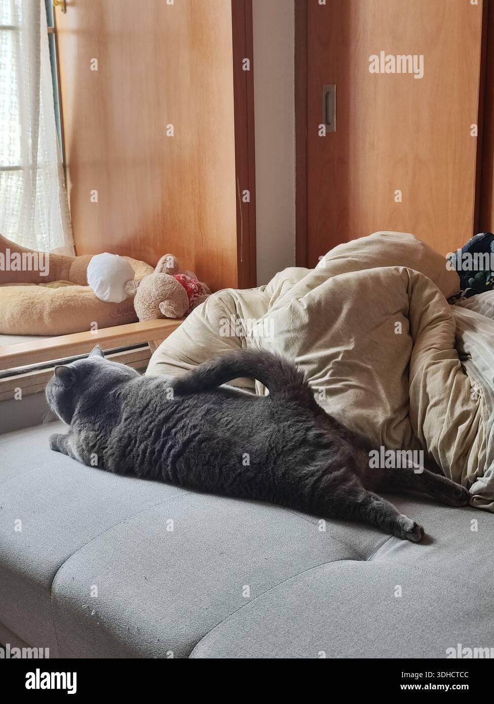 Graue Katze, die auf einer Couch neben unordentlichem Bettzeug in einem gemütlichen Schlafzimmer liegt Stockfoto