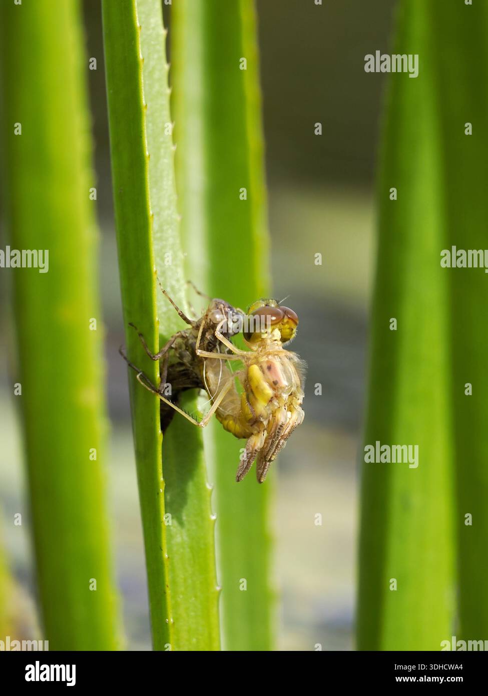 Common Darter Libelle (Sympetrum striolatum) schlüpft aus Larven, Herefordshire, England, Juli Stockfoto