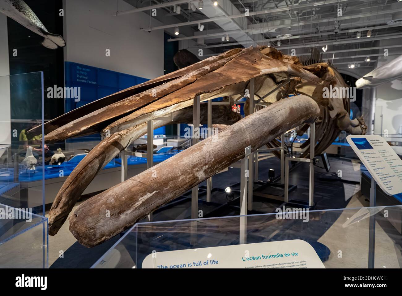 Innenansicht des Blauwal-Skeletts in der Water Gallery im Canadian Museum of Nature. Ottawa, Kanada - 15. Dezember 2025. Stockfoto