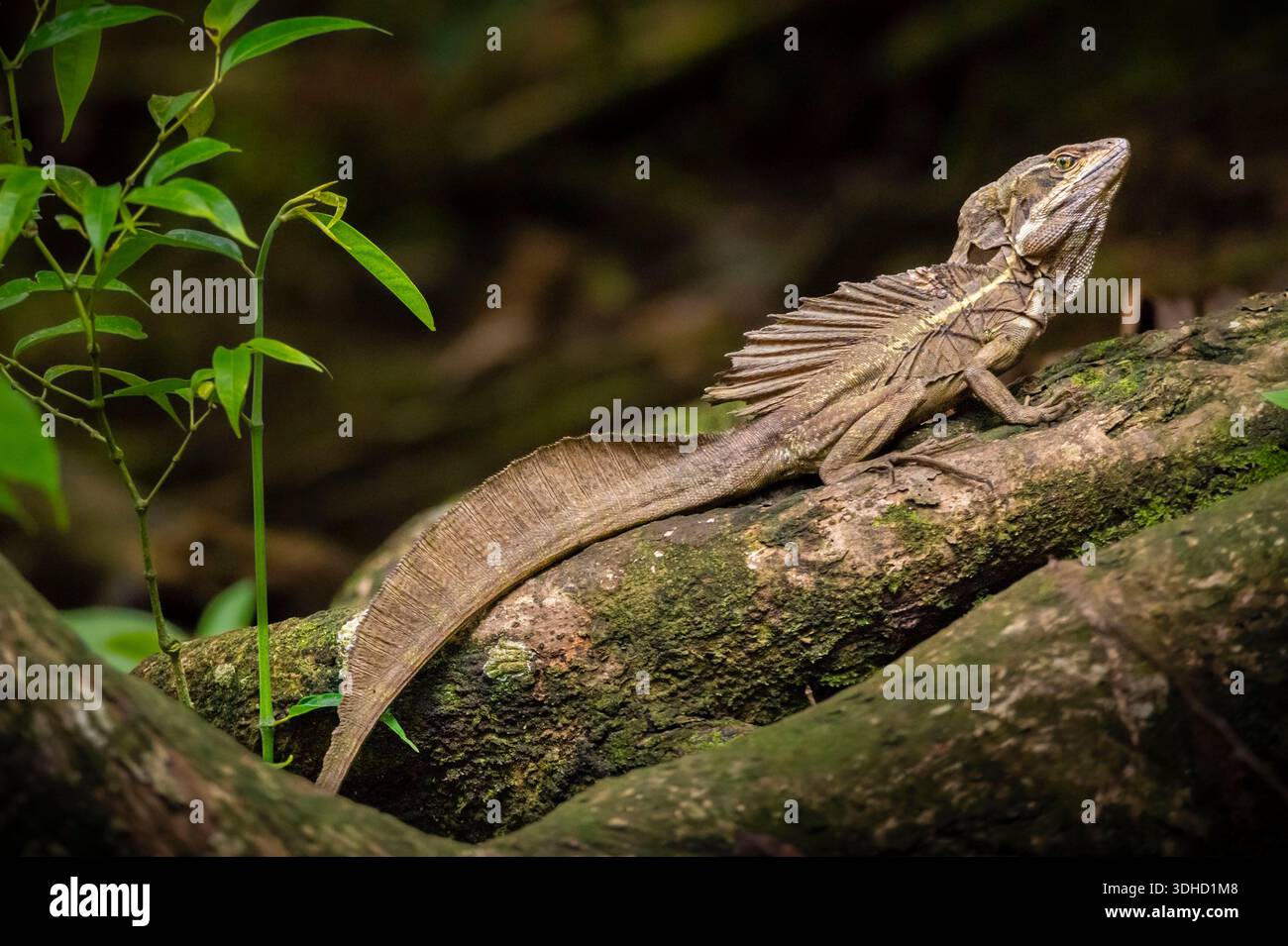 Costa Rica, Provinz Puntarenas, Halbinsel Osa, das spezifische Mangrovengebiet von Terraba-Sierpe wird auf 14.800 Hektar geschätzt, hier ein gemeinsamer Basilisk (Basiliscus basiliscus) Stockfoto