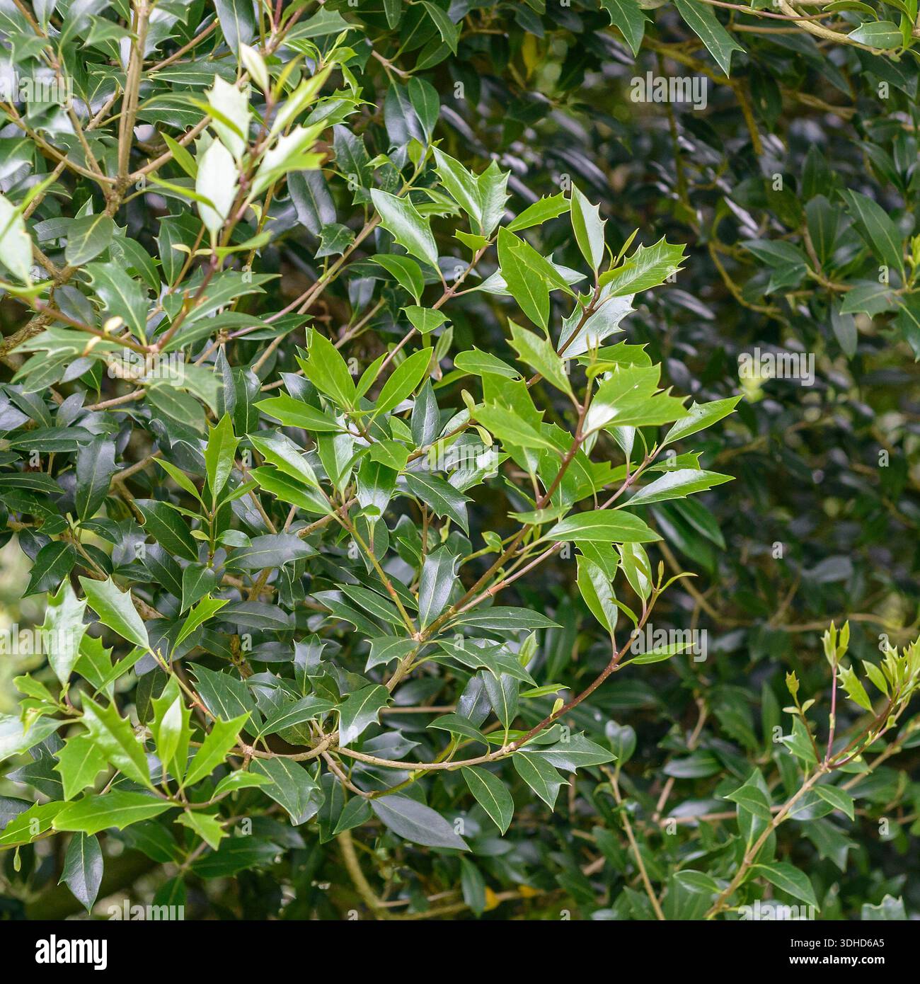 Duftblüte (Osmanthus heterophyllus) Stockfoto