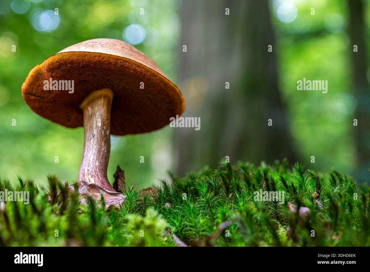 Frankreich, Somme, Crécy-en-Ponthieu, Crécy Forest, Waldpilz im Herbst, Boletus erythropus (Flosse aus Forme) Stockfoto