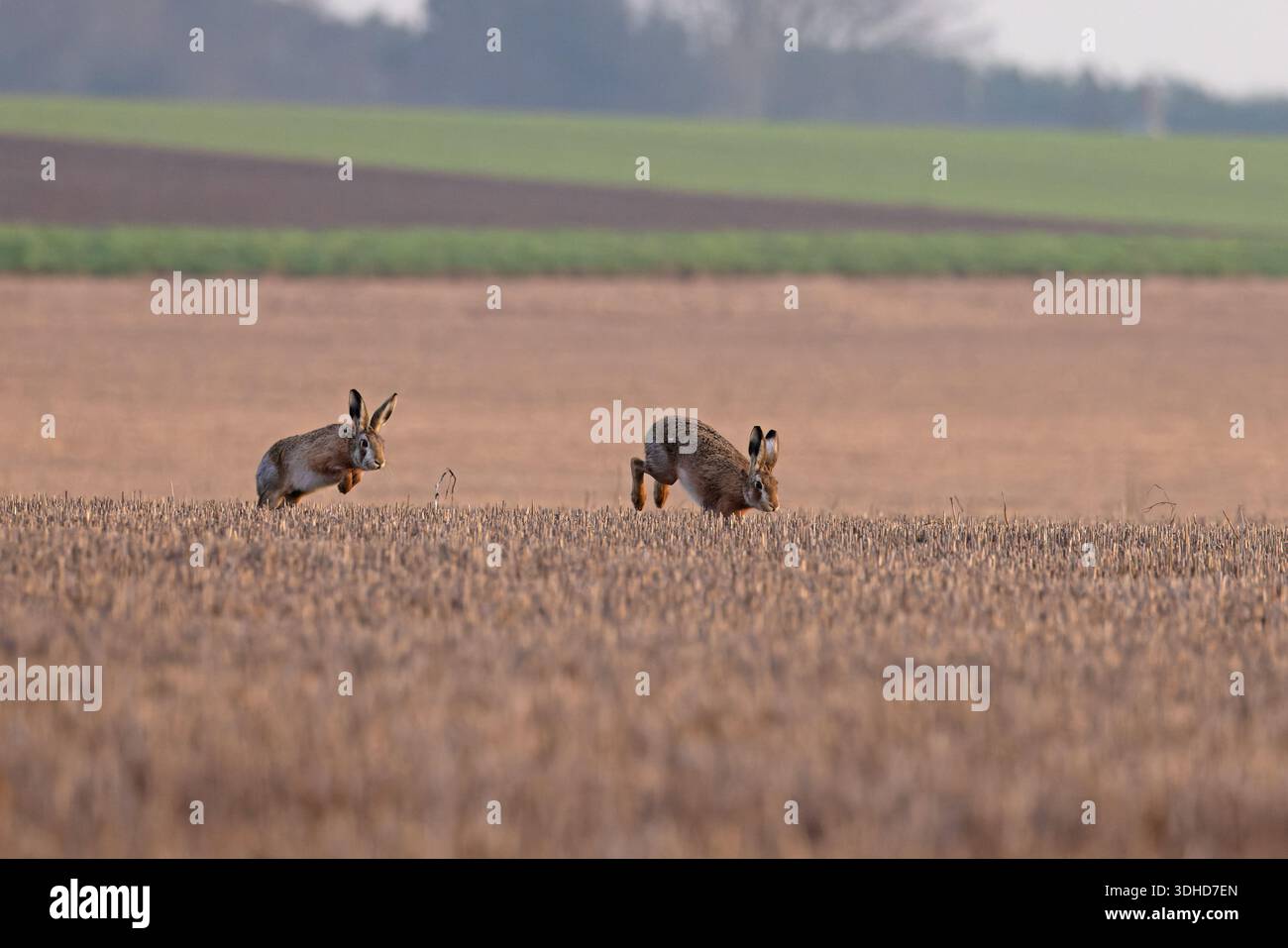 Braunhase (Lepus europaeus) Norfolk Januar 2026 Stockfoto