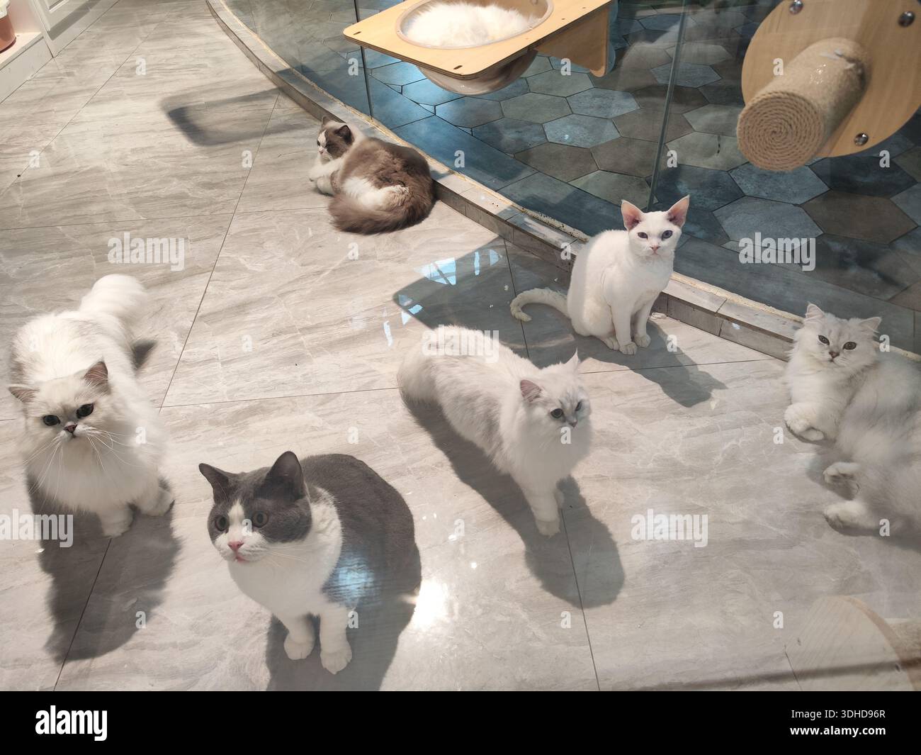 Niedliche Katzen, die sich in einem modernen Katzencafé entspannen und erkunden Stockfoto