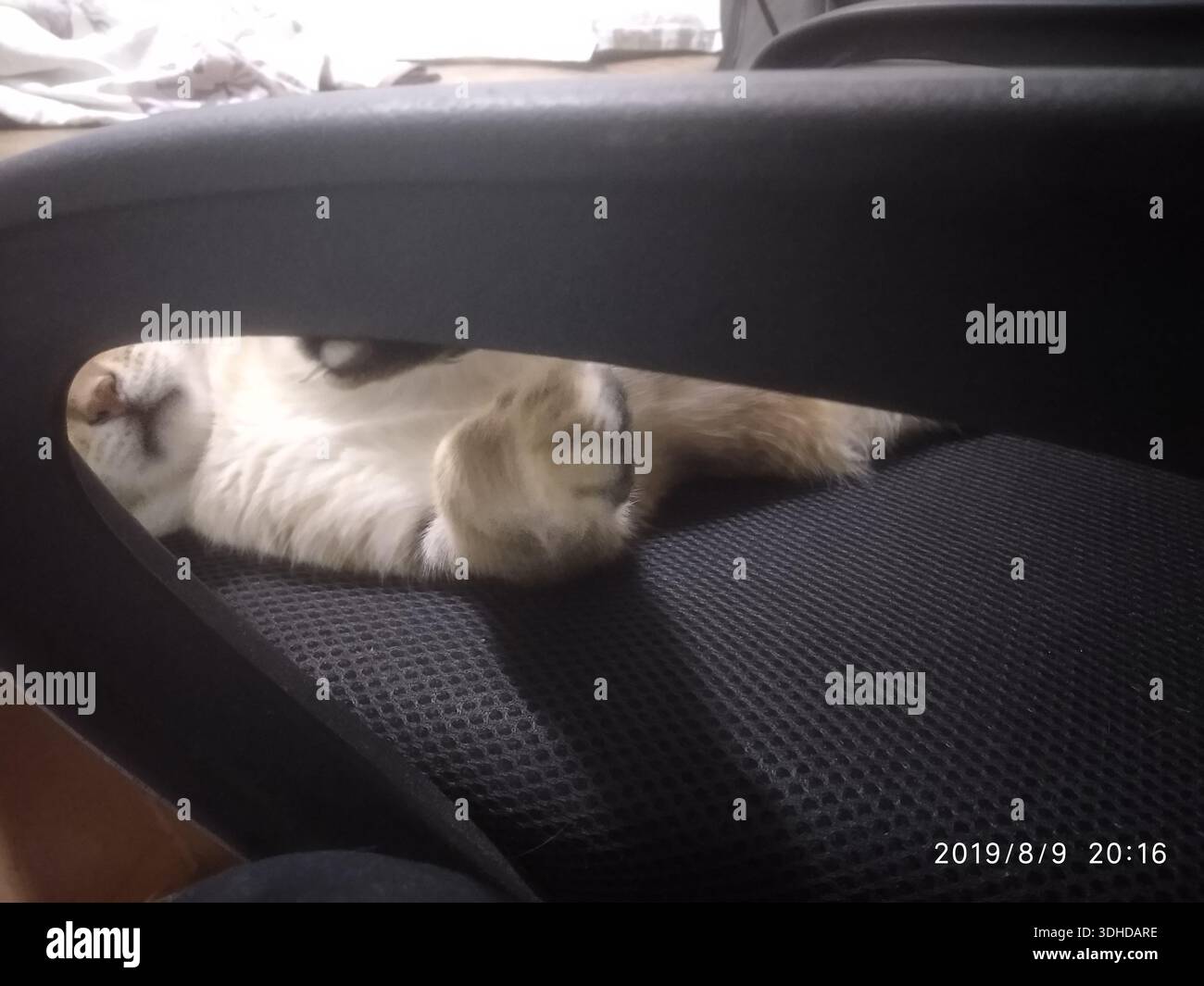 Die Katze liegt bequem unter einem Bürostuhl, die Pfoten hoch und die Augen geschlossen Stockfoto