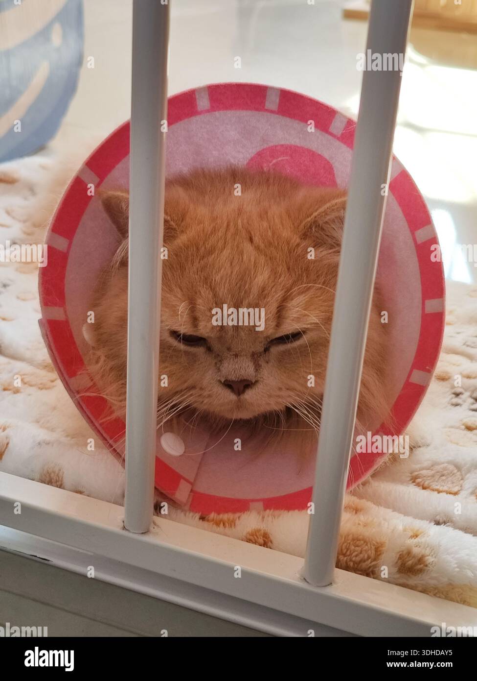 Mürrische orangene Katze mit Kegel, die durch Käfigstangen guckt Stockfoto
