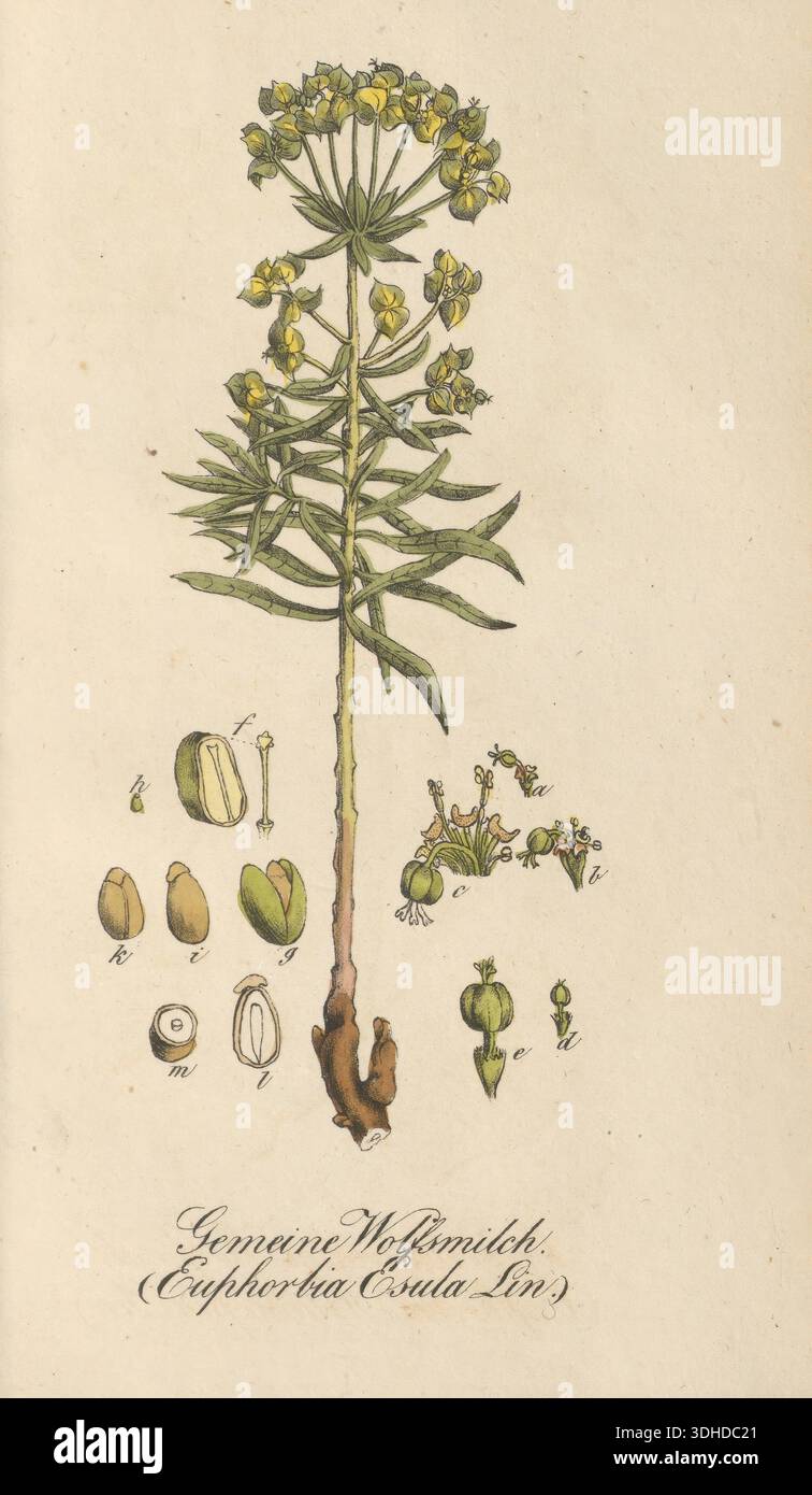 Europäische Giftpflanzen, Esels-Wolfsmilch oder scharfe Wolfsmilch, Euphorbia esula, authentisch, digital restaurierte Reproduktion von einer Vorlage aus dem 19. Jahrhundert, Eduard Winkler 1799-1862, Buch alle giftigen Pflanzen in Deutschland, genaues Datum der Darstellung unbekannt, Historisch Stockfoto