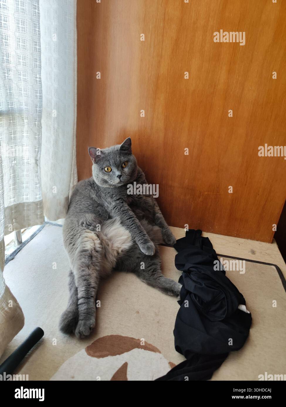 Graue Katze, die bequem auf Teppich in der Nähe des Fensters mit Holzpaneelhintergrund liegt Stockfoto