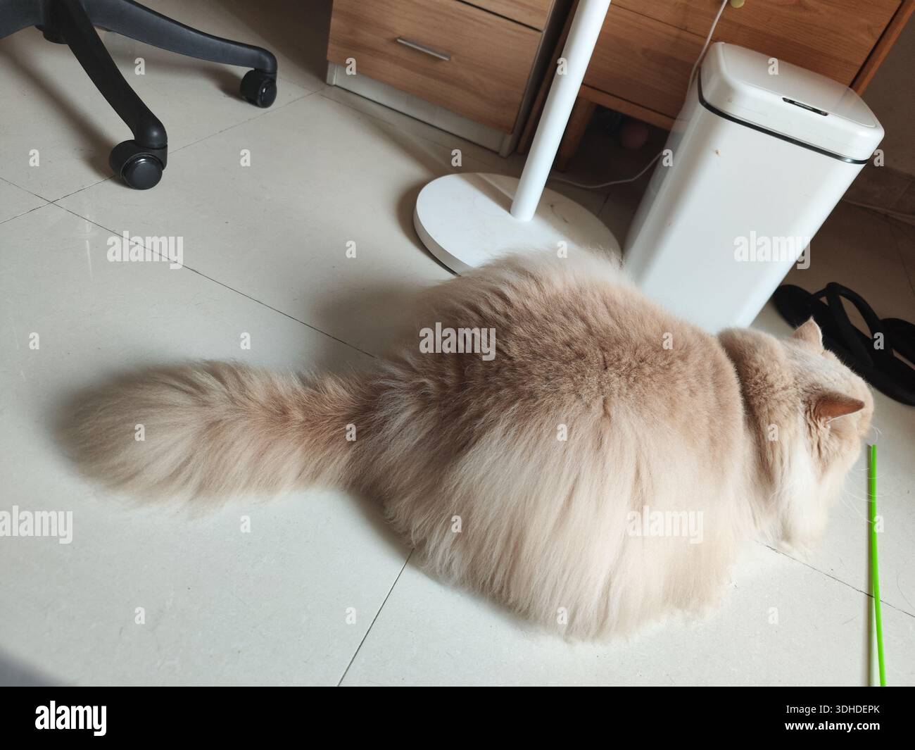 Flauschige beige Katze auf Fliesenboden neben Bürostuhl und Mülltonne Stockfoto