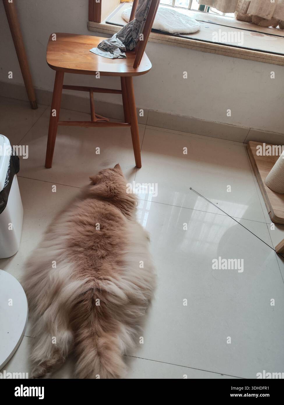 Flauschige Ingwerkatze auf Fliesenboden neben Holzstuhl Stockfoto