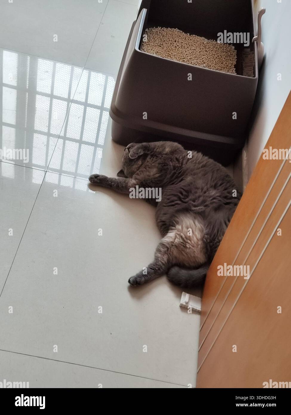 Eine entspannte graue Katze, die neben einem Katzenklo auf einem gefliesten Boden liegt Stockfoto