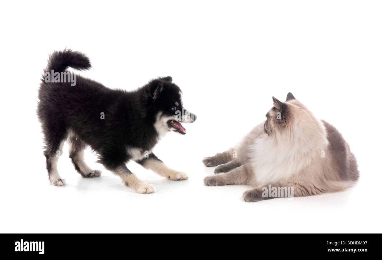 Bild einer pompösen und sibirischen Katze vor weißem Hintergrund Stockfoto