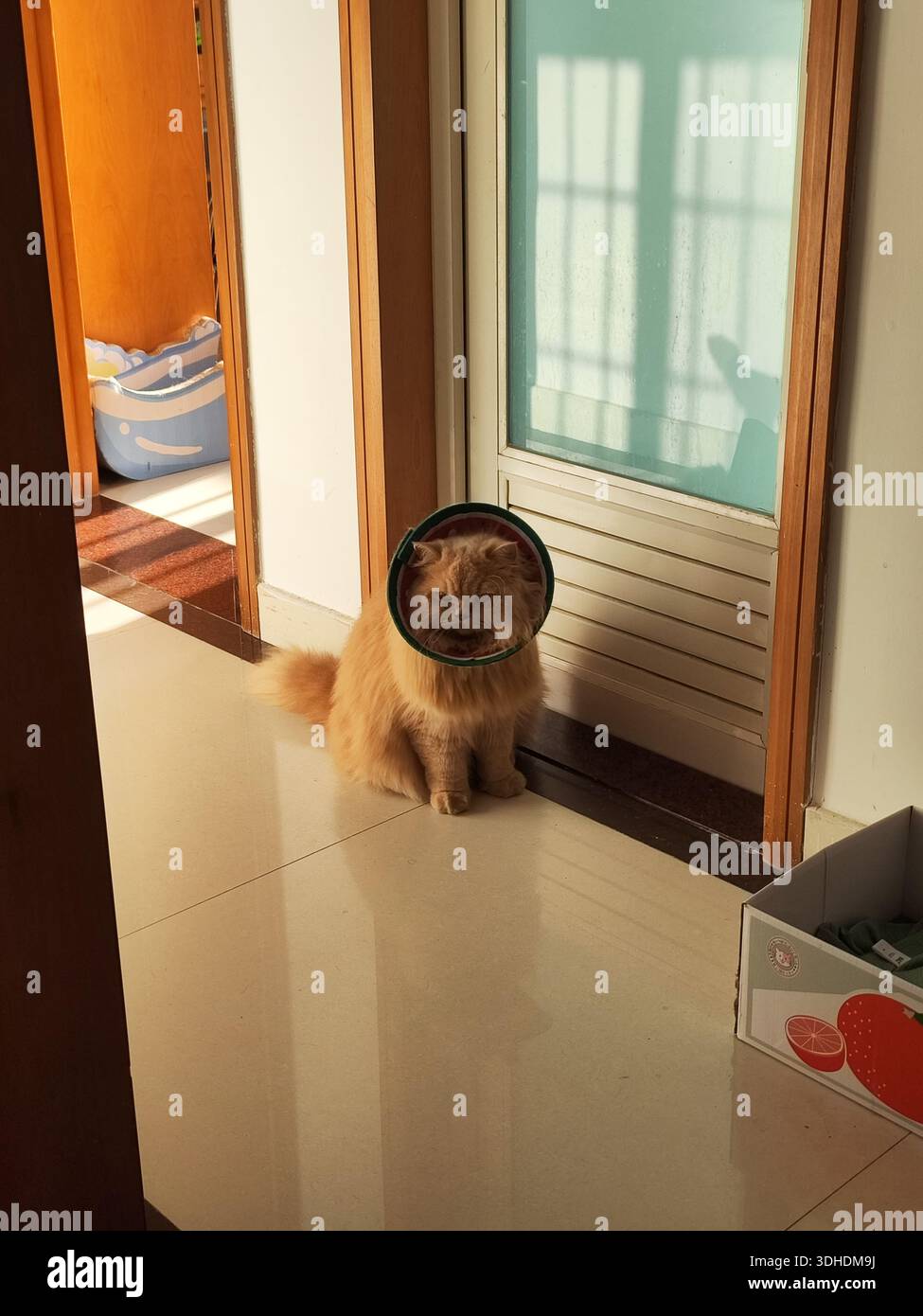 Flauschige orangene Katze mit Kegelkragen, die in einem sonnendurchfluteten Flur sitzt Stockfoto