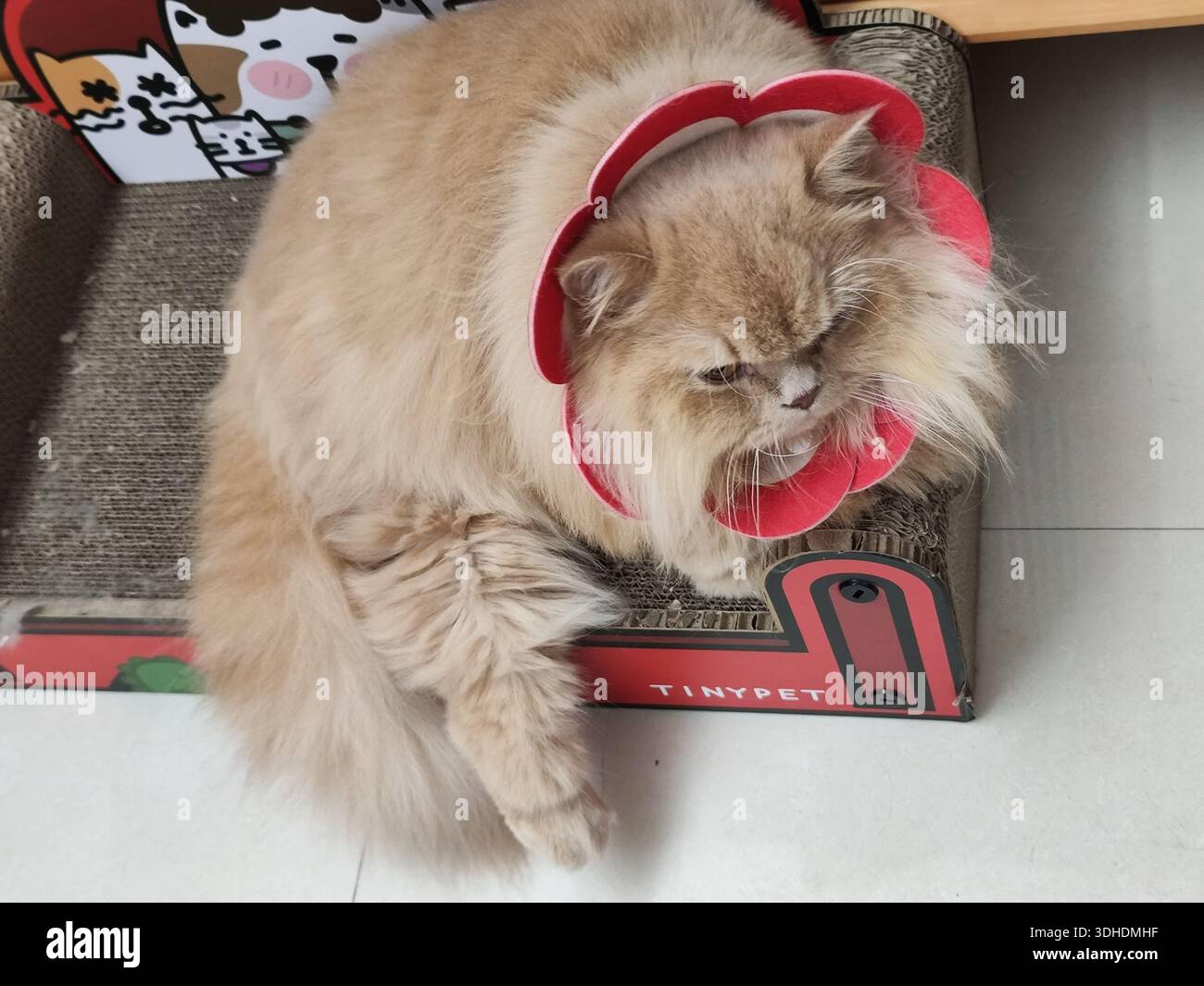 Flauschige Perserkatze mit rotem Kragen, der auf einem Kratzer aus Pappe ruht Stockfoto