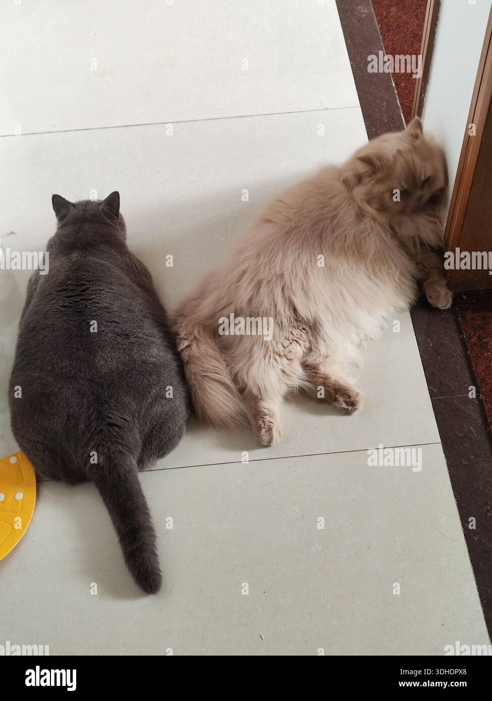 Zwei Katzen liegen nebeneinander auf einem Fliesenboden Stockfoto