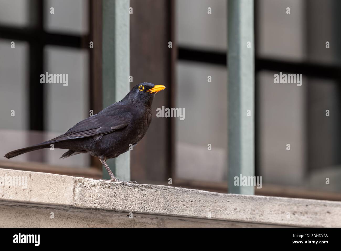 Eine männliche Amsel (Turdus merula) steht auf einem Balkon Stockfoto