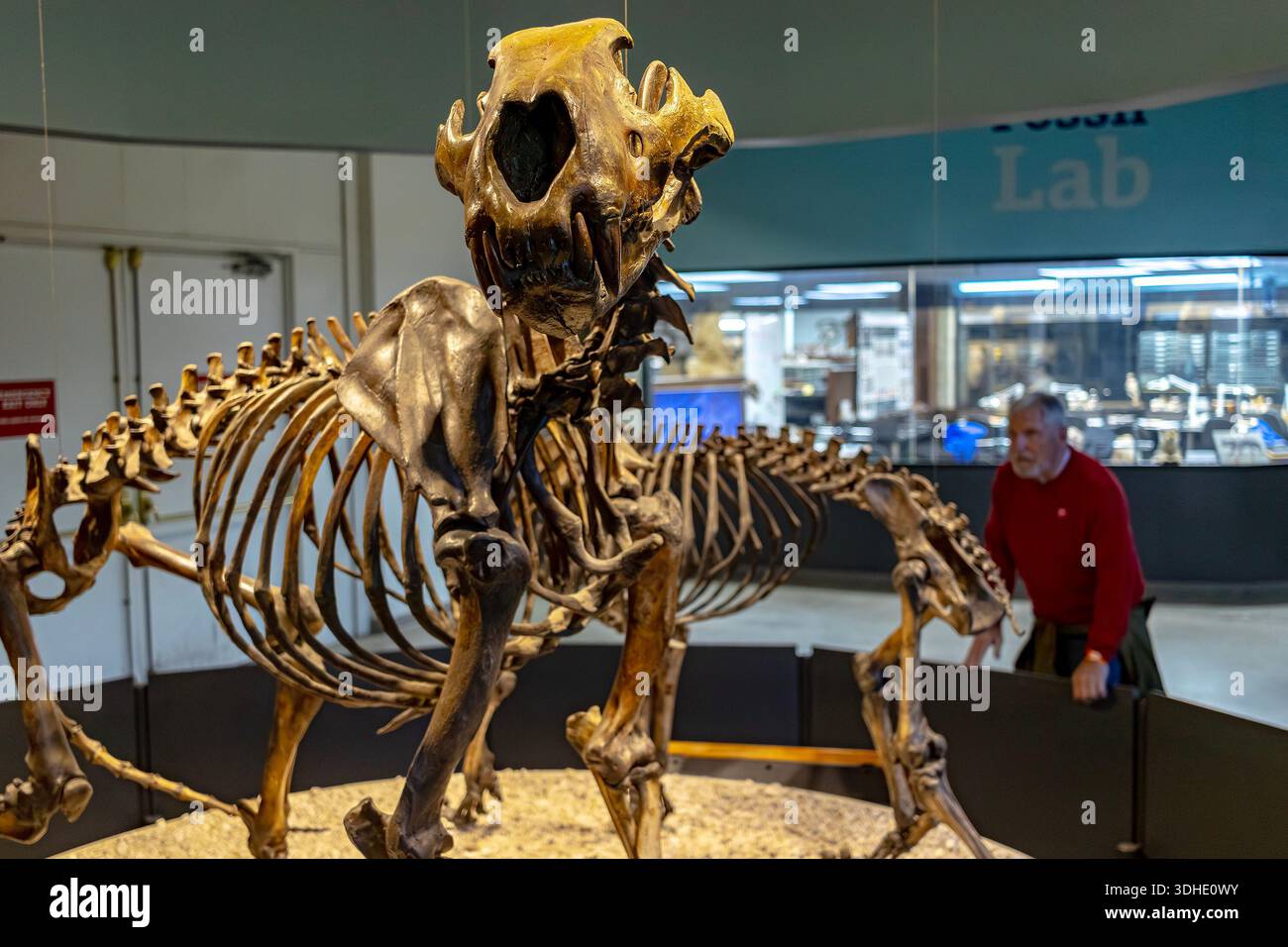 Fossilien im La Brea Tar Pits and Page Museum in Los Angeles, Kalifornien. Fossiles Skelett von Panthera atrox, dem amerikanischen Löwen. Stockfoto