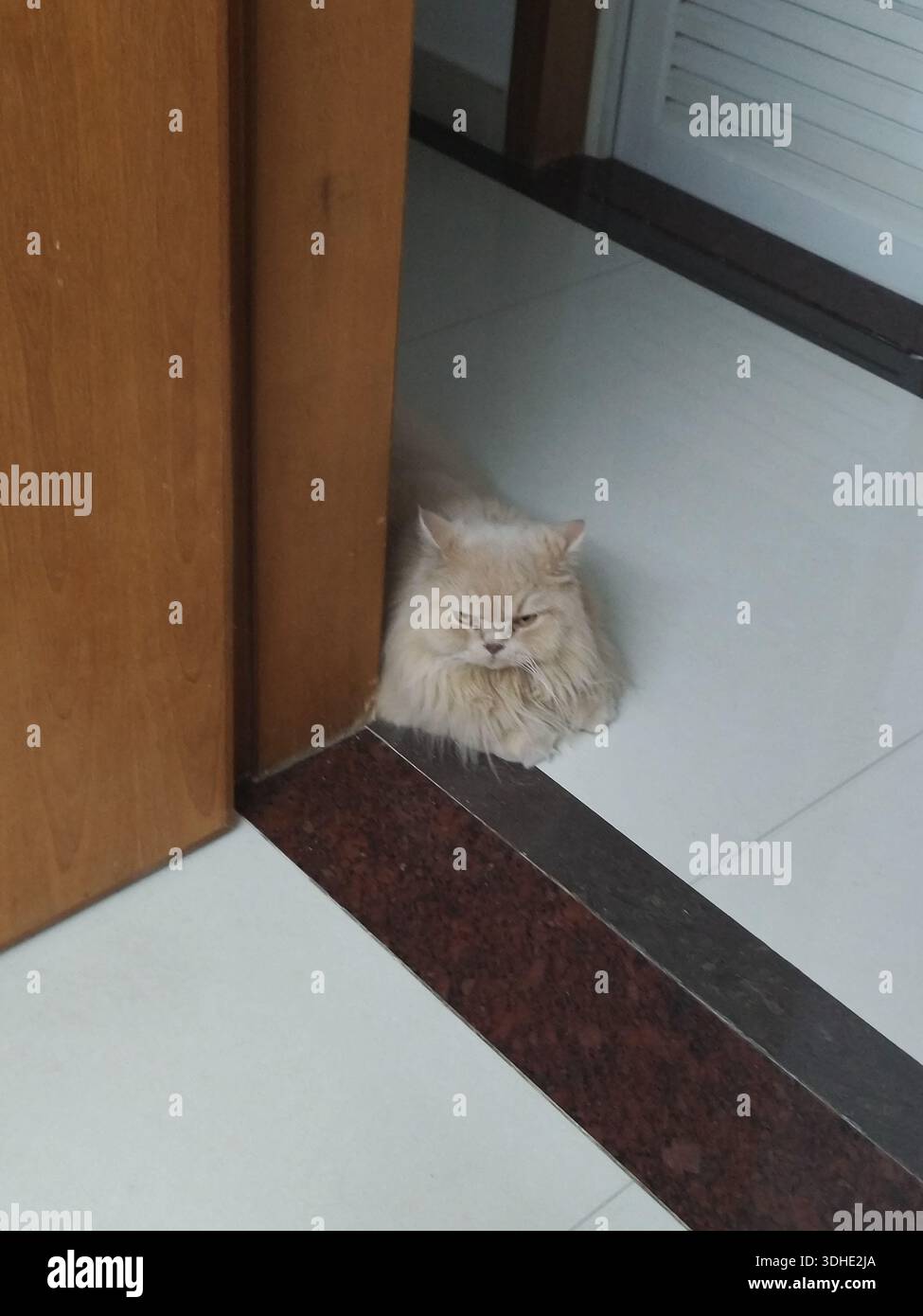 Flauschige weiße Katze, die hinter einer Türecke guckt Stockfoto